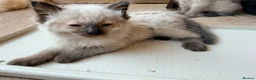 Ragdoll cats for sale: Stunning ragdoll kittens ready now  - Advert 14