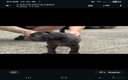 Cane Corso dogs for sale: Last 3 of the 10 cane cane corso puppys left  - Image 23