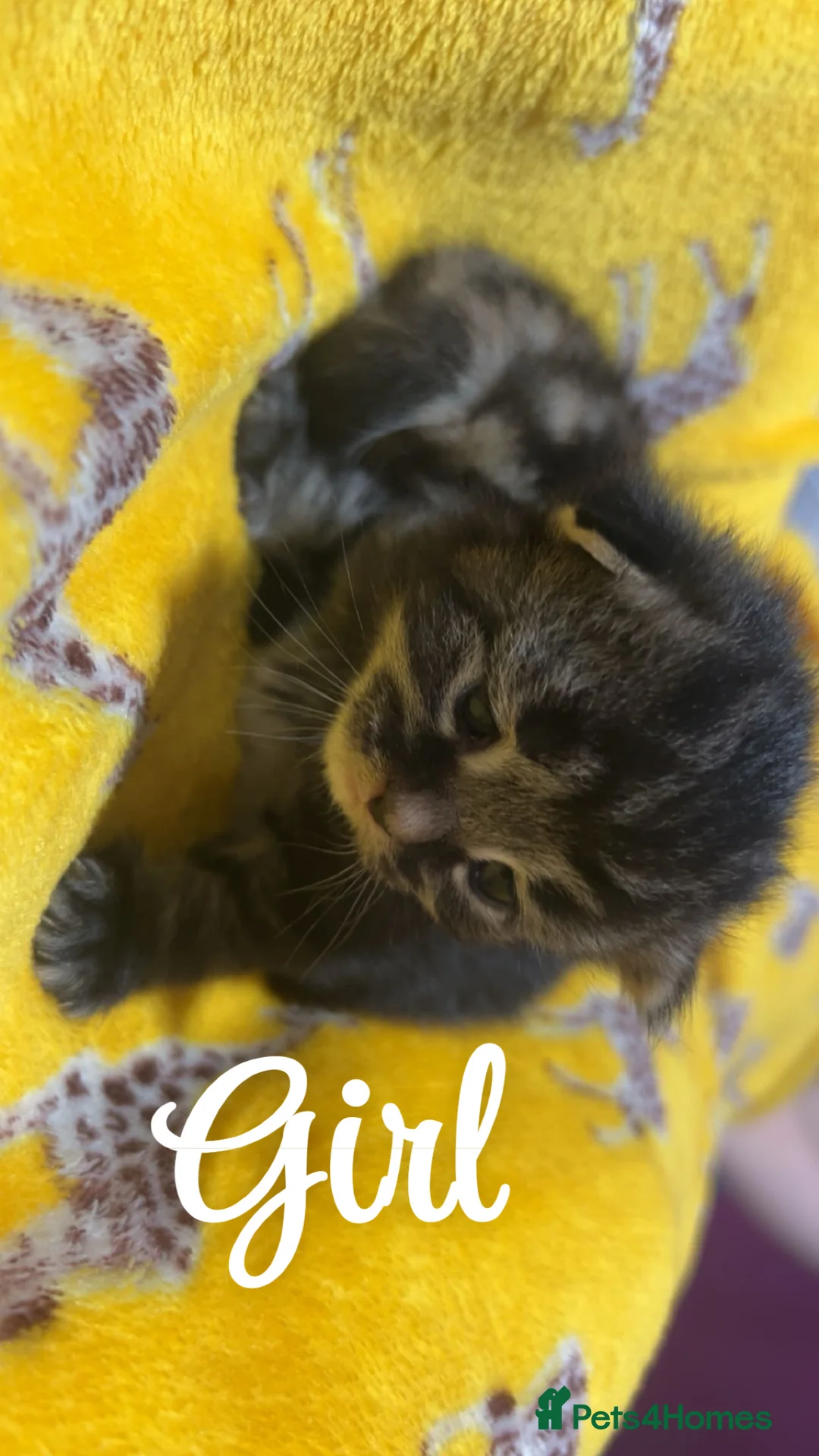 Mixed Breed cats for sale: 2 mixed breed kittens  in Basingstoke - Advert 2