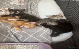 Mixed Breed cats for sale: 3x Male Kittens For Sale - Image 4