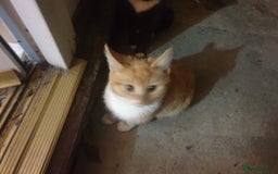 British Shorthair cats for sale: 2 tabby kittens for sale - Advert 7