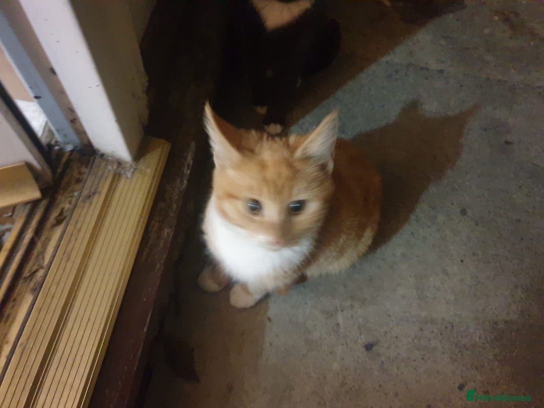 British Shorthair cats for sale: 2 tabby kittens for sale - Advert 7