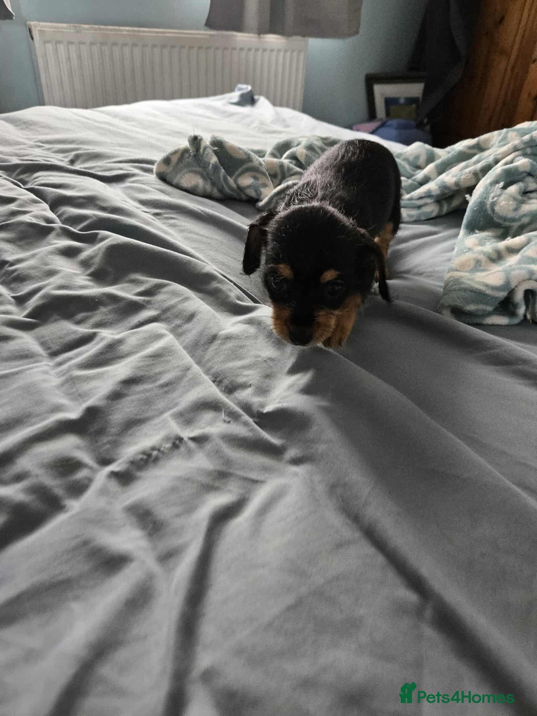 Dachshund dogs for sale: 5 dachshund x cavachon pups for sale  - Image 10