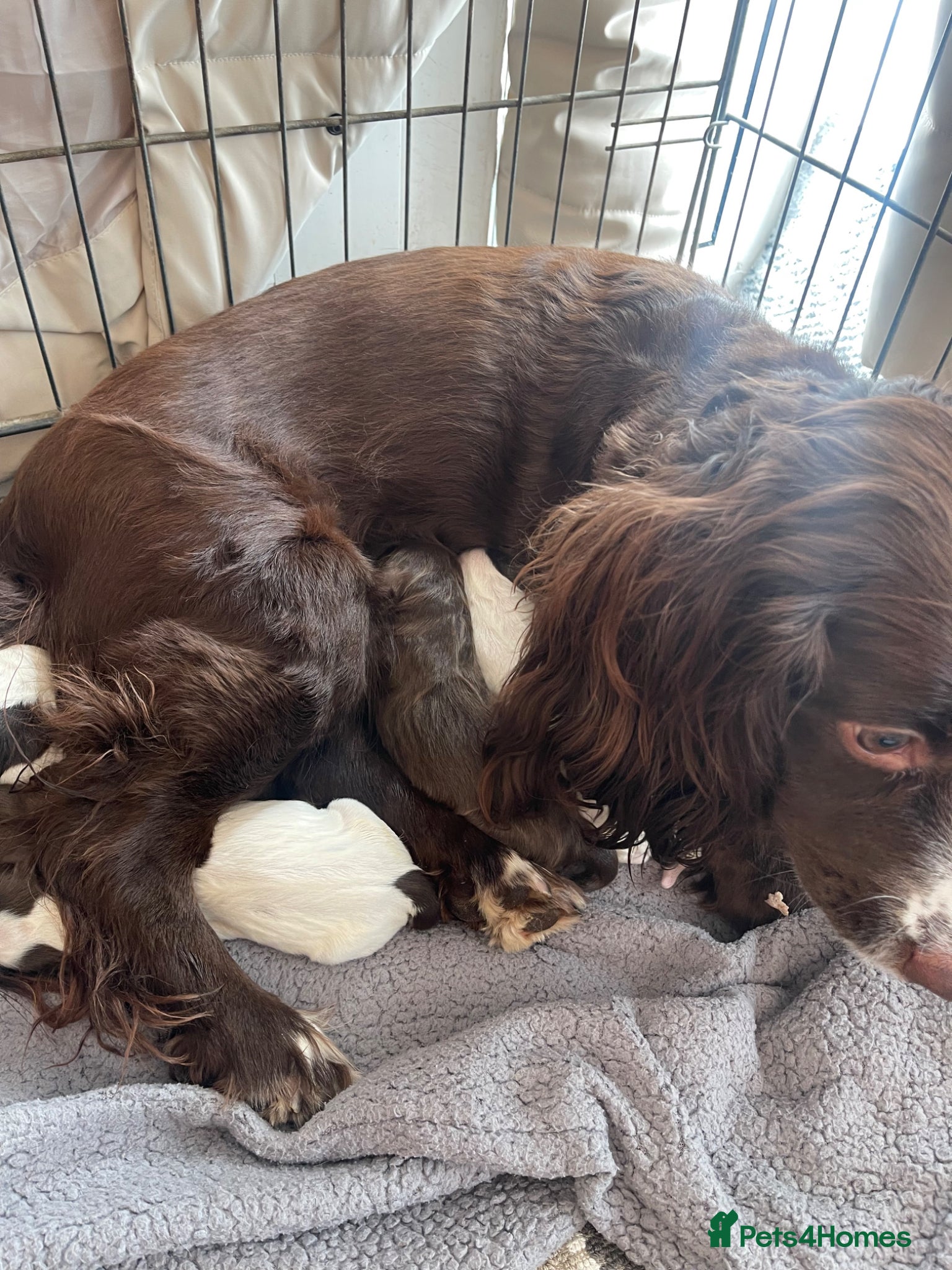 Cocker Spaniel dogs for sale: Working cocker spaniels  - Advert 10