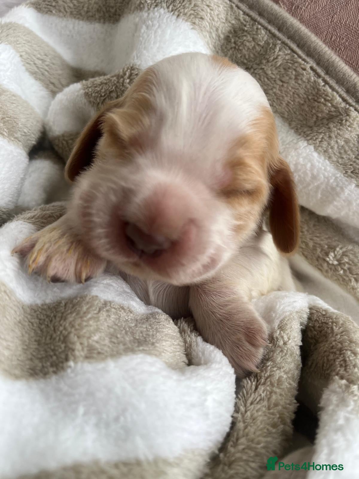 Cocker Spaniel dogs SHOW KC Registered, true to type, Cocker Spaniels - Advert 1
