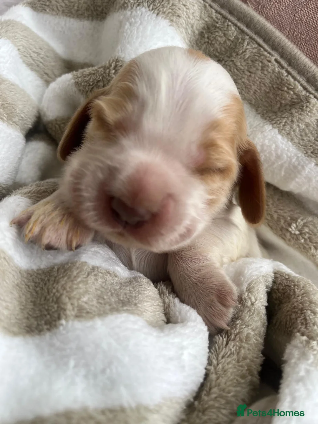 Cocker Spaniel dogs for sale: SHOW KC Registered, true to type, Cocker Spaniels - Advert 1