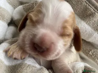 Cocker Spaniel dogs SHOW KC Registered, true to type, Cocker Spaniels - Advert 1