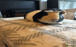 Guinea Pig rodents for sale: Guinea pig boar tri-colour - Advert 2