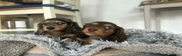 Miniature Dachshund dogs for sale: Last little long haired chocolate boy pup - Advert 9