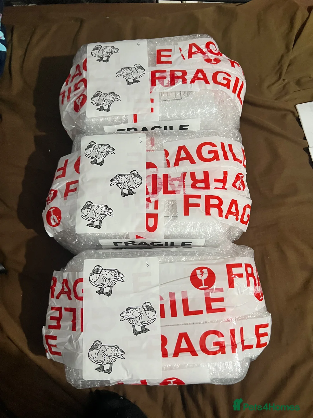 Ducks poultry for sale: Muscovy Duck Hatching eggs - Mixed Colour - Advert 8