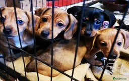 Dachshund dogs for sale: Unusual colour beautiful miniature dachshound pups - Advert 15