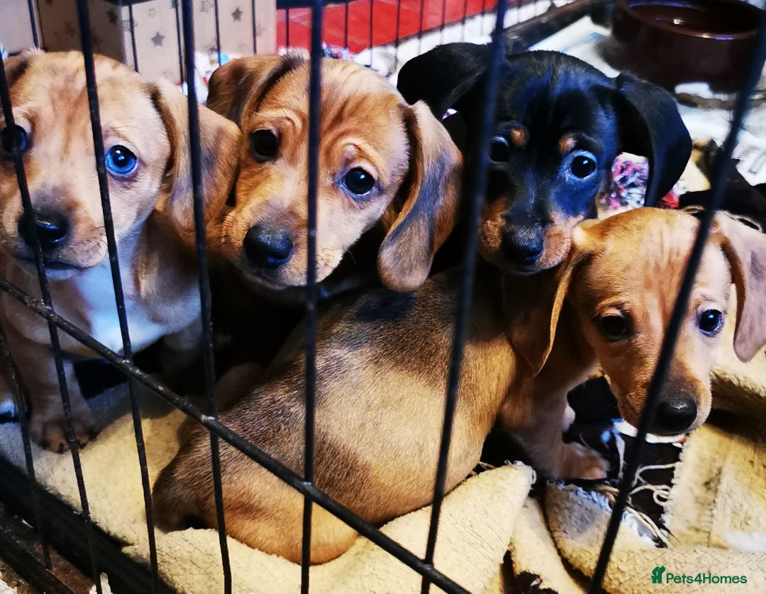 Dachshund dogs for sale: Unusual colour beautiful miniature dachshound pups - Advert 15