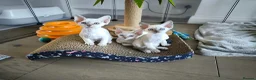 Devon Rex cats for sale: Devon Rex point💙blue eyes💙 - Advert 6
