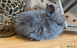 Lionhead rabbits for sale: 2 double mane lion heads  for sale  - Image 4