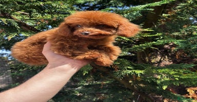 Toy Poodle dogs - Advert 8