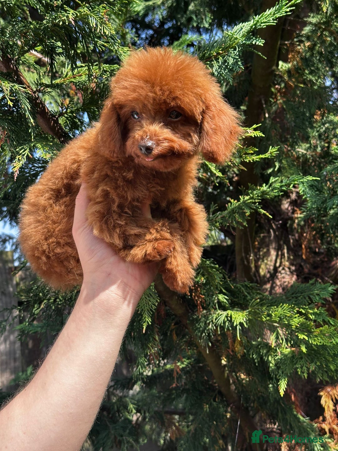 Toy Poodle dogs for sale: Asian Toy Poodle (Korean & Chineese) VERY rare - Image 5