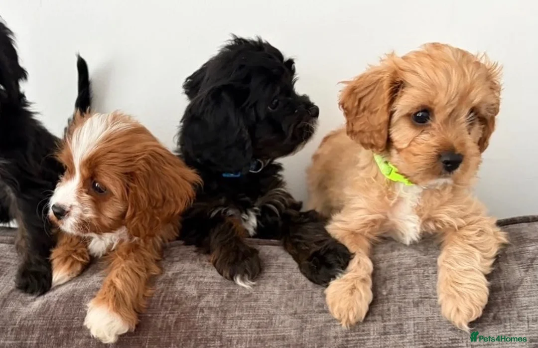 Cavapoo dogs for sale: EXQUISITE & VERY UNUSUAL CAVAPOO PUPPIES  - Advert 1