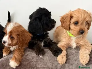Cavapoo dogs F1 Cavapoo, VERY UNUSUAL CAVAPOO PUPPIES - Advert 9