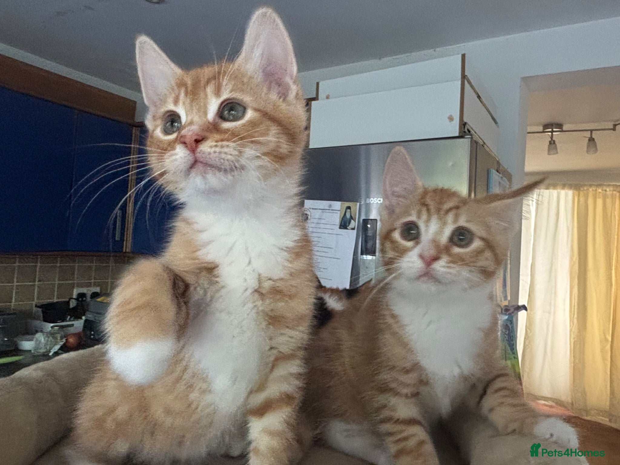 Mixed Breed cats Kittens Ready for Their Forever Homes - Advert 4