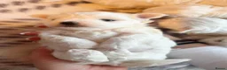Maltese dogs for sale: Maltese pups kc reg - Advert 3