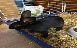 Mixed Breed rabbits for sale: 8-9 week old bunnies for sale 🐰 - Image 2
