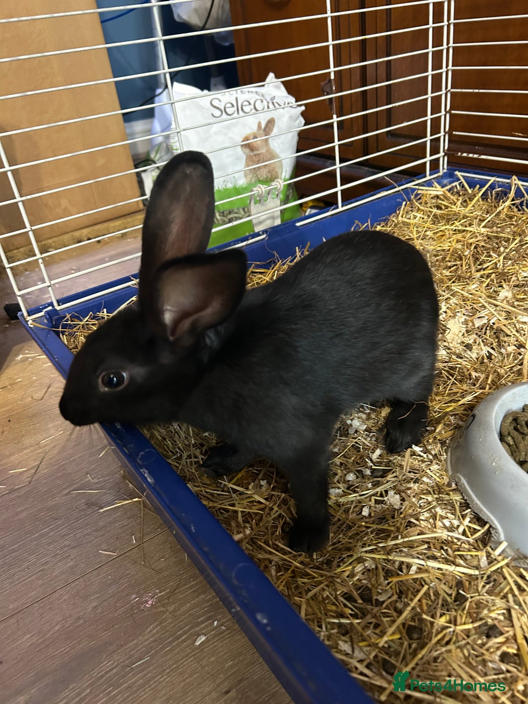 Mixed Breed rabbits for sale: 8-9 week old bunnies for sale 🐰 - Image 2