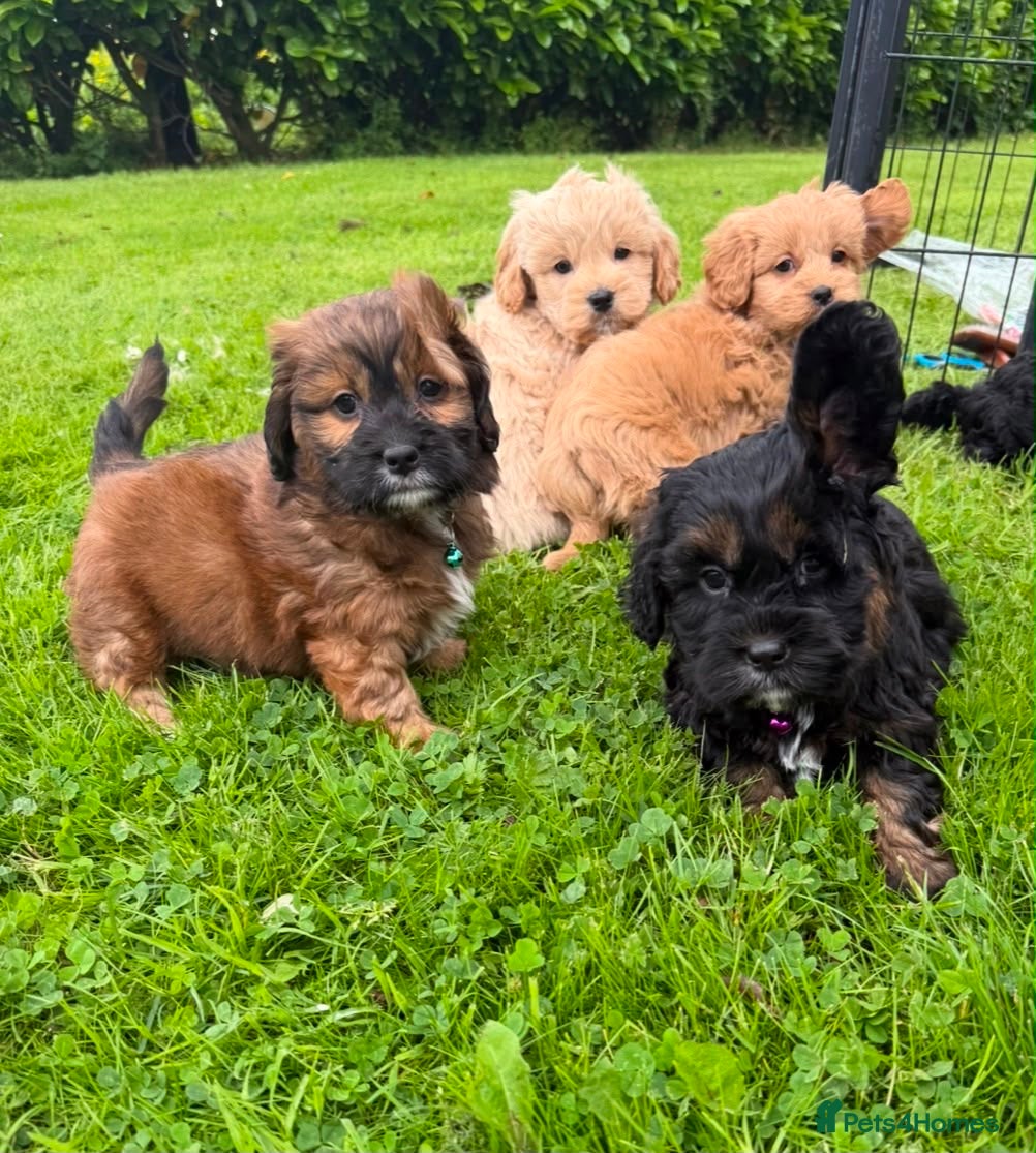 Shihpoo dogs ShihPoo Puppies (ShihTzu x Toy Poodle - Advert 1