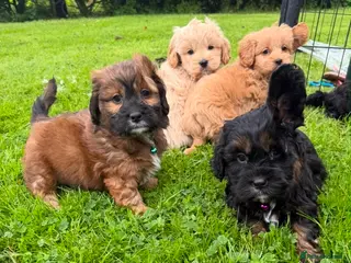 Shihpoo dogs ShihPoo Puppies (ShihTzu x Toy Poodle - Advert 1