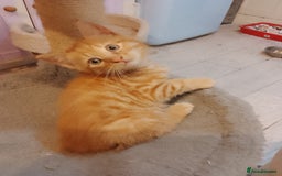 Mixed Breed cats for sale: Adorable ginger kittens  - Advert 5