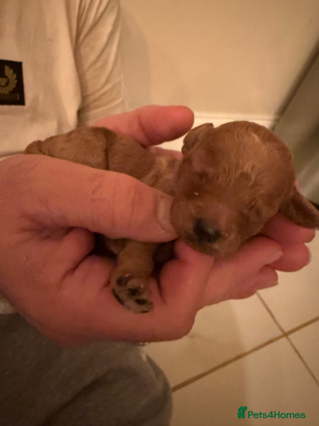 Cockapoo dogs for sale: Beautiful f2 cockapoos puppies 5 girls 3 boys  - Advert 2