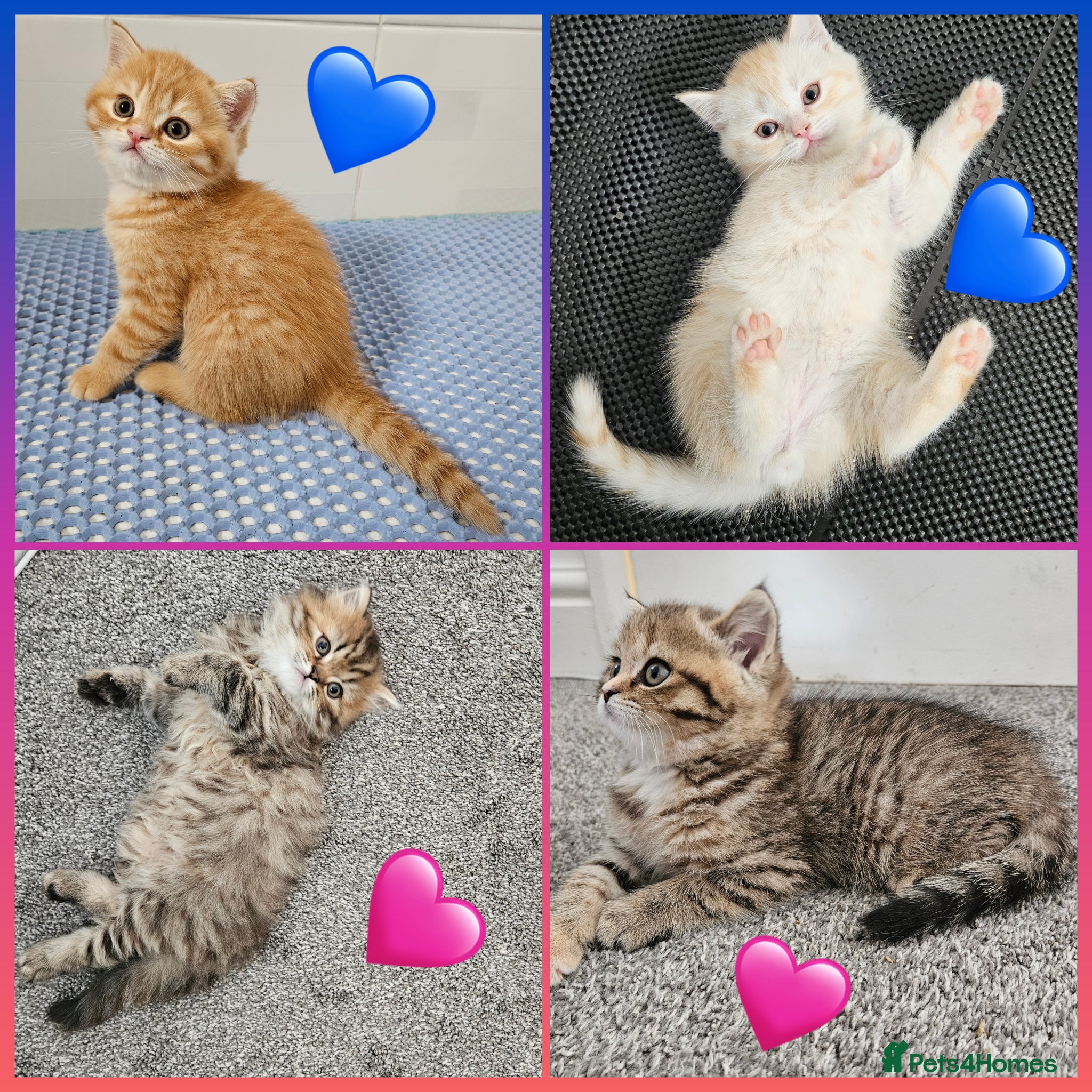 Scottish Fold cats Adorable Scottish Fold Straight Ear Tabby Kittens  - Advert 1