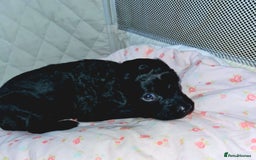 Cockapoo dogs for sale: 🐶🐾PLEASE READ THE FULL ADVERT🐾🐶 - Image 12