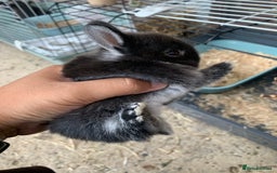 Netherland Dwarf rabbits for sale: Gorgeous Netherland Dwarf Rabbits - Ready in Sept - Image 16