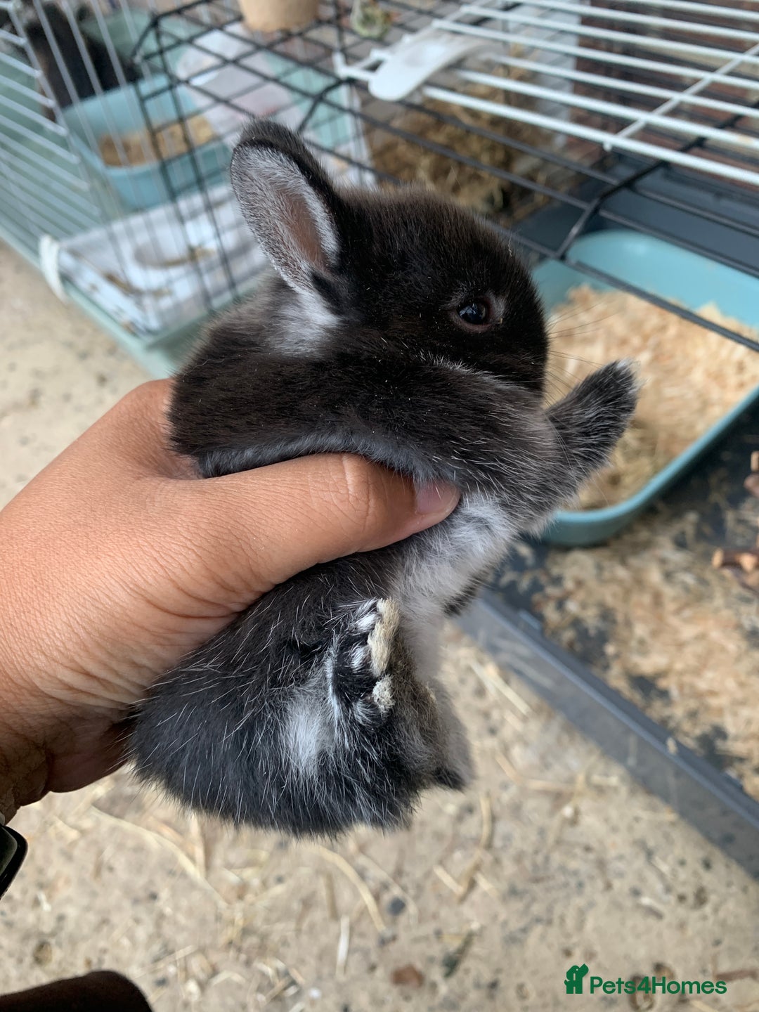 Netherland Dwarf rabbits for sale: Gorgeous Netherland Dwarf Rabbits - Ready in Sept - Image 16