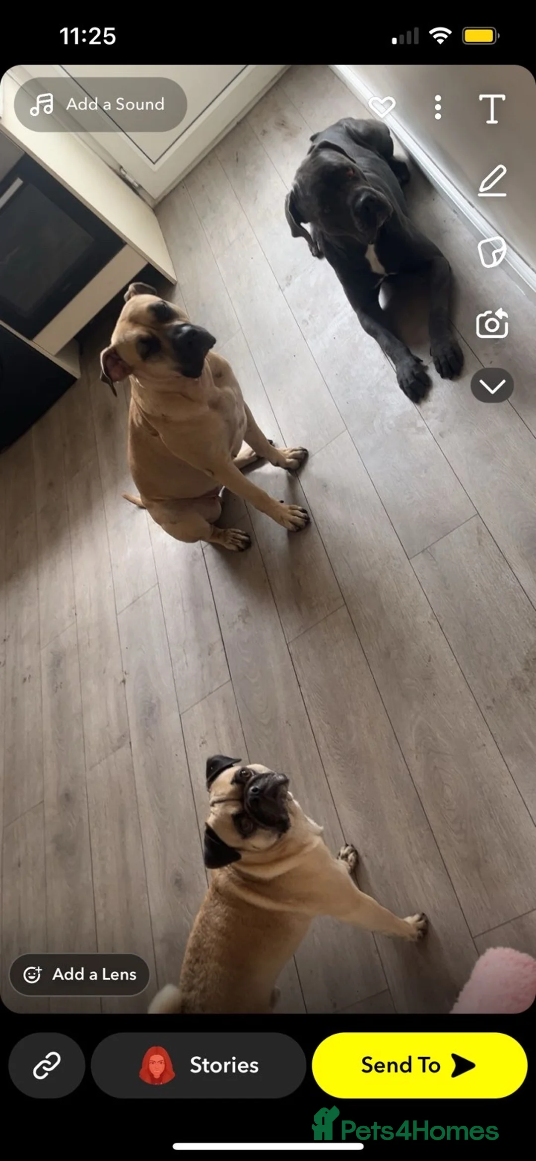 Mixed Breed dogs for sale: Presa canrio/ cane corso   in Wakefield - Advert 1
