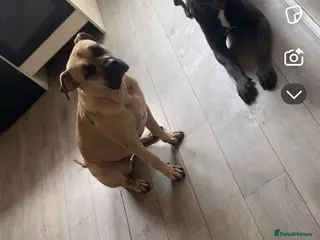 Mixed Breed dogs Presa canrio/ cane corso in Wakefield - Advert 3