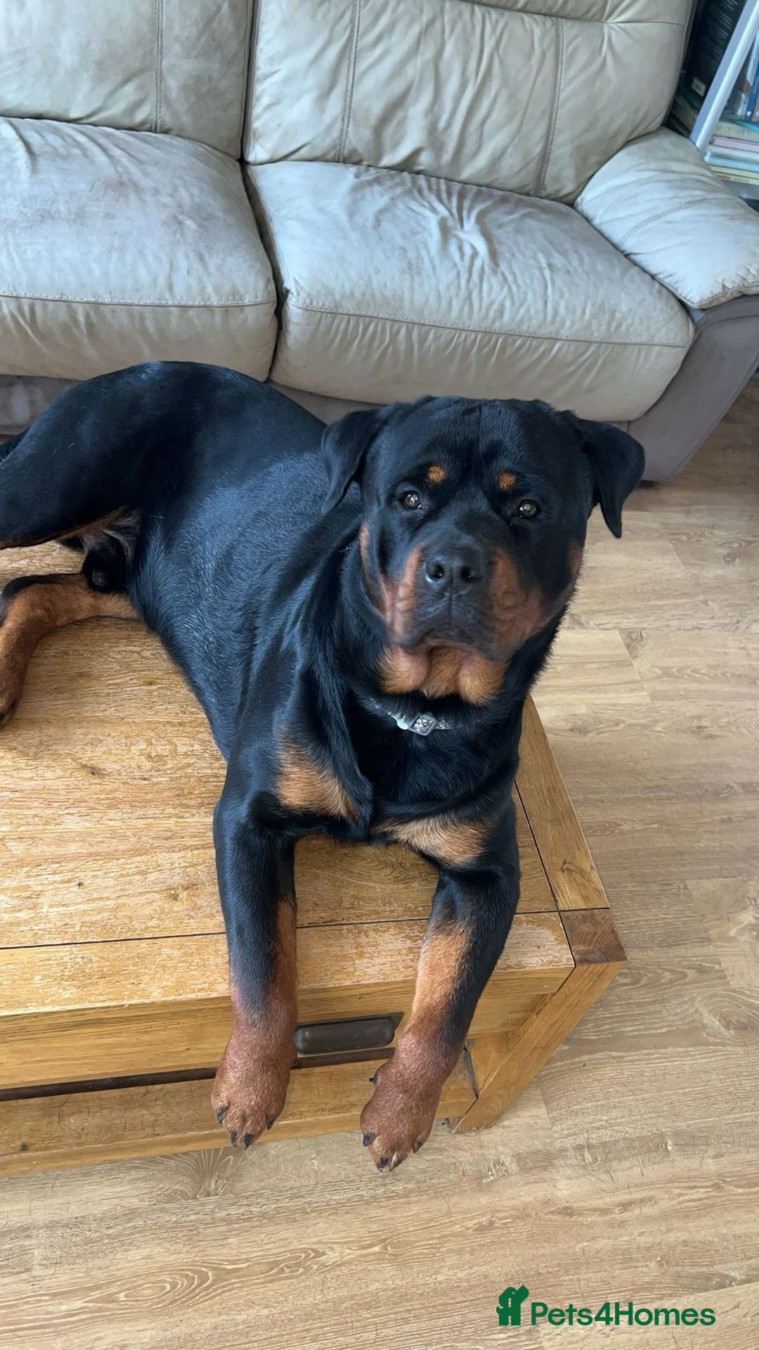 Rottweiler dogs for stud: Azrael KC Reg health tested stud  - Advert 3