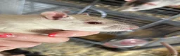 Rat rodents for sale: 4x rats and cage looking for rehoming read ad - Advert 9