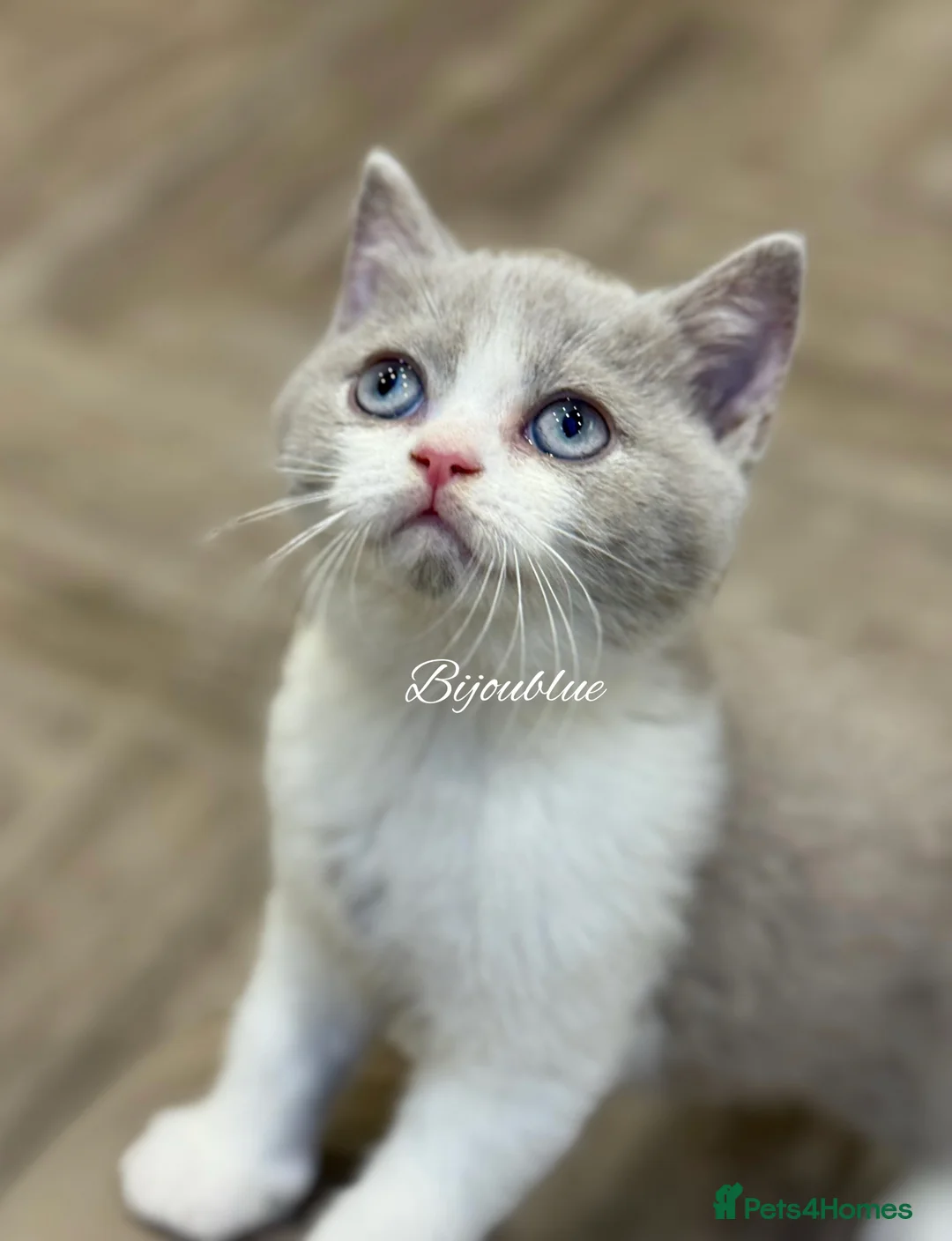 British Shorthair cats for stud: ⭐️ Two Imported Powerhouse Studs ⭐️ in London - Advert 9