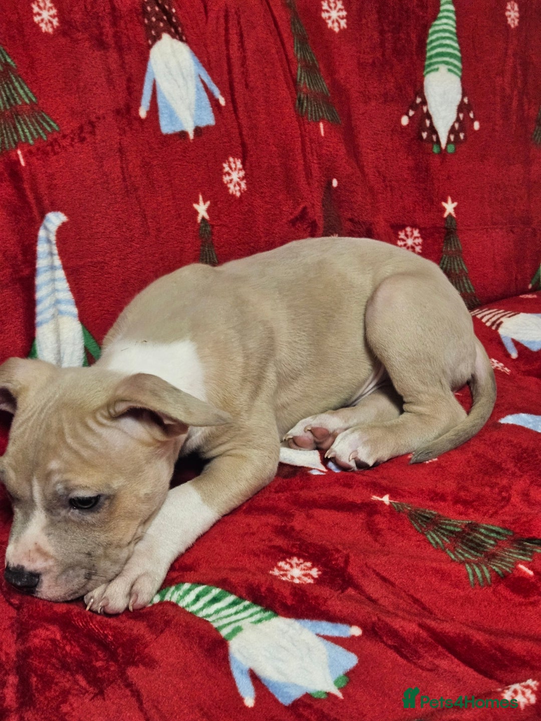 American Bully dogs for sale:  litter of AmericanBully(ABKC)  Standart/Pocket - Advert 10