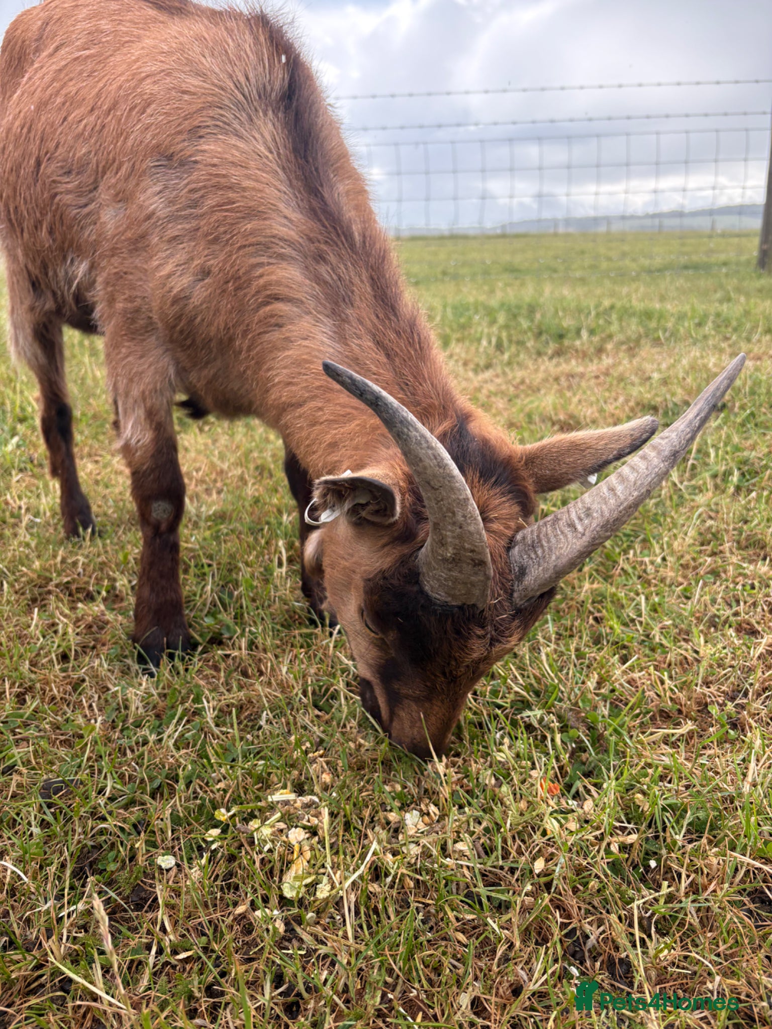 Goats livestock for sale: Very friendly male goat seeking new home  - Advert 1