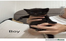 Domestic Shorthair cats for sale: Beautiful domestic kittens 2 boys 2 girls  - Image 2