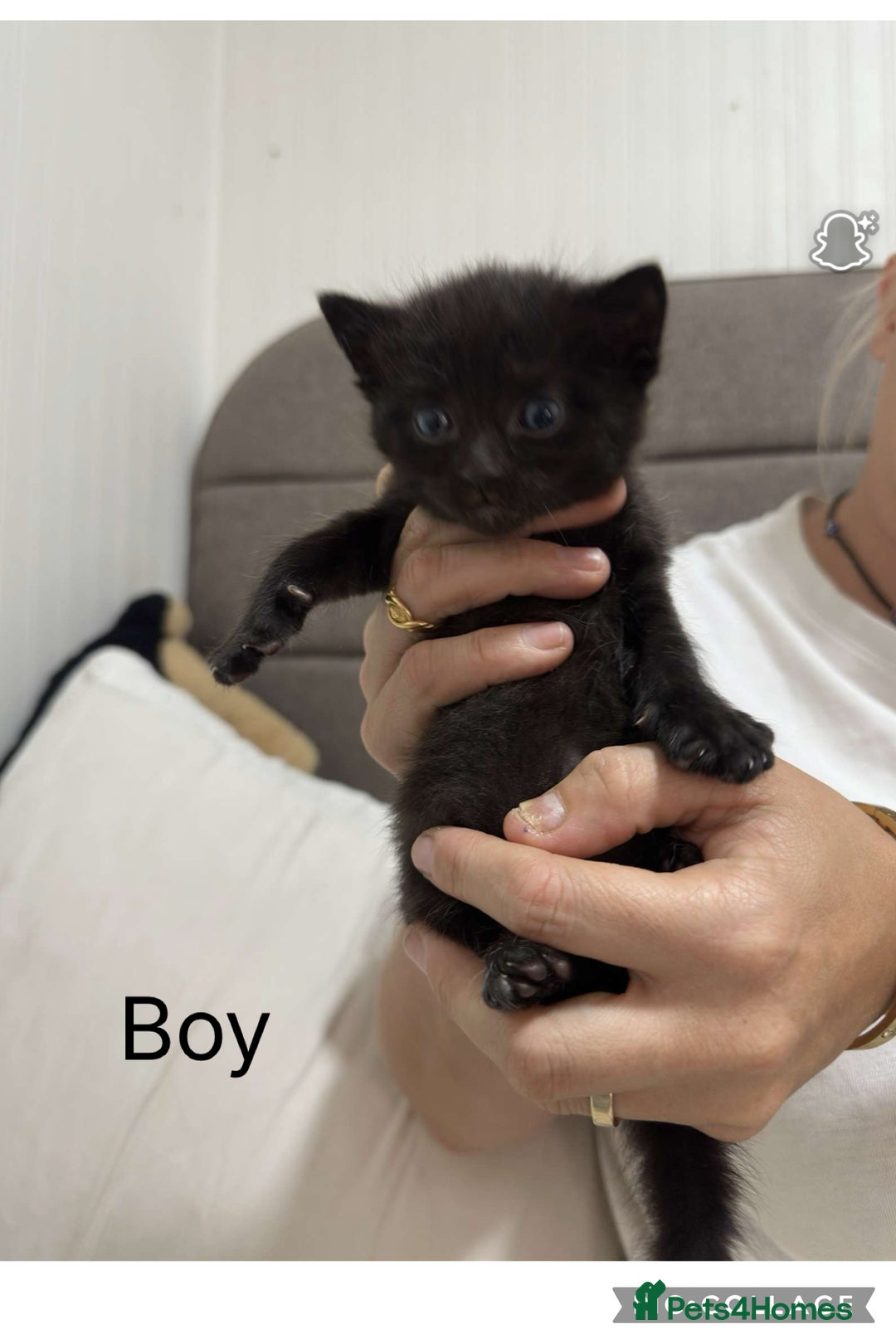 Domestic Shorthair cats for sale: Beautiful domestic kittens 2 boys 2 girls  - Image 2