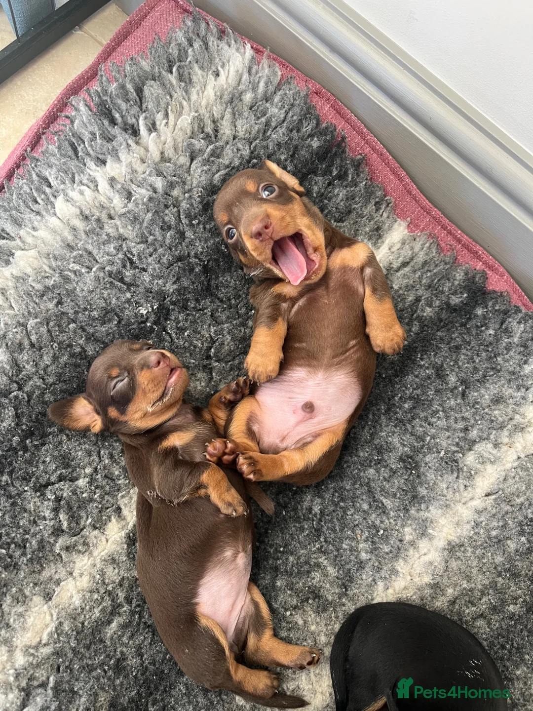 Miniature Dachshund dogs for sale: KC Reg miniature Dachshund puppies  - Advert 2