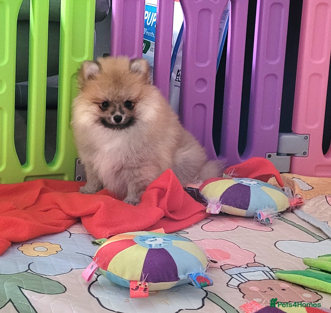 Pomeranian dogs for sale: 🔥XXXS🔥Pomeranian puppies🔥KC reg🔥for sale🔥 - Image 6