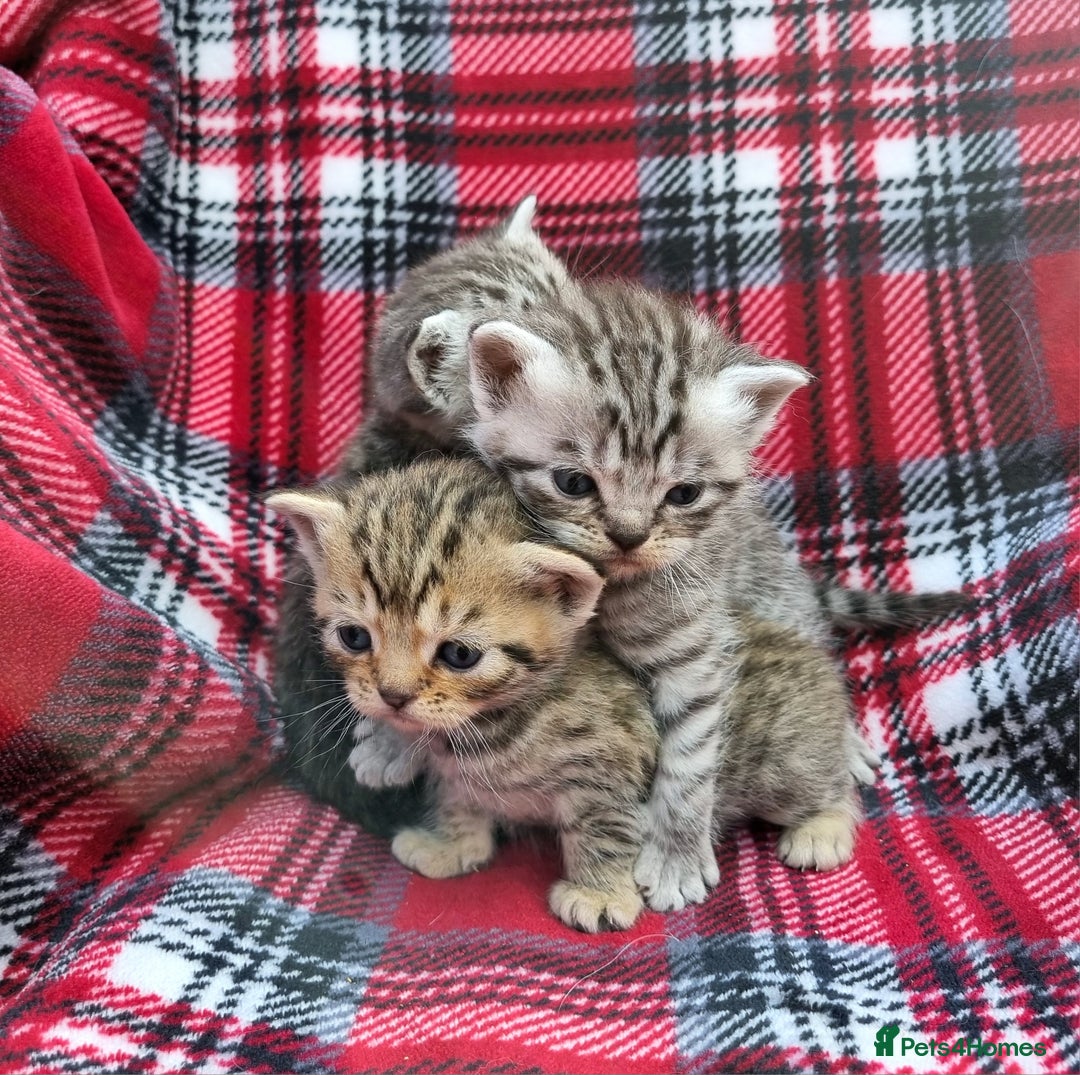 British Shorthair cats for sale: SILVER & GOLDEN SPOTTED BRITISH SHORTHAIR KITTENS  - Image 6