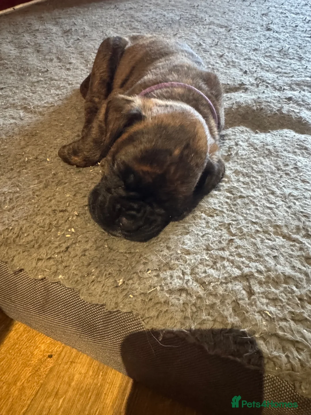 Boxer dogs for sale: KC registered Brindle Boxers in Saint Austell - Advert 2