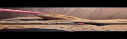 Bearded Dragon reptiles for sale: Bearded dragon and viv set up in Hull - Advert 2