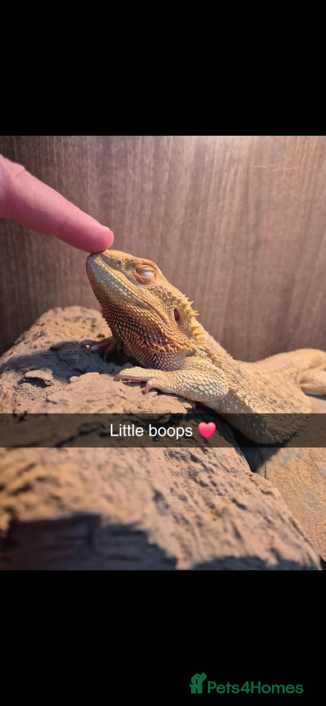 Bearded Dragon reptiles for sale: Bearded dragon and viv set up in Hull - Advert 2