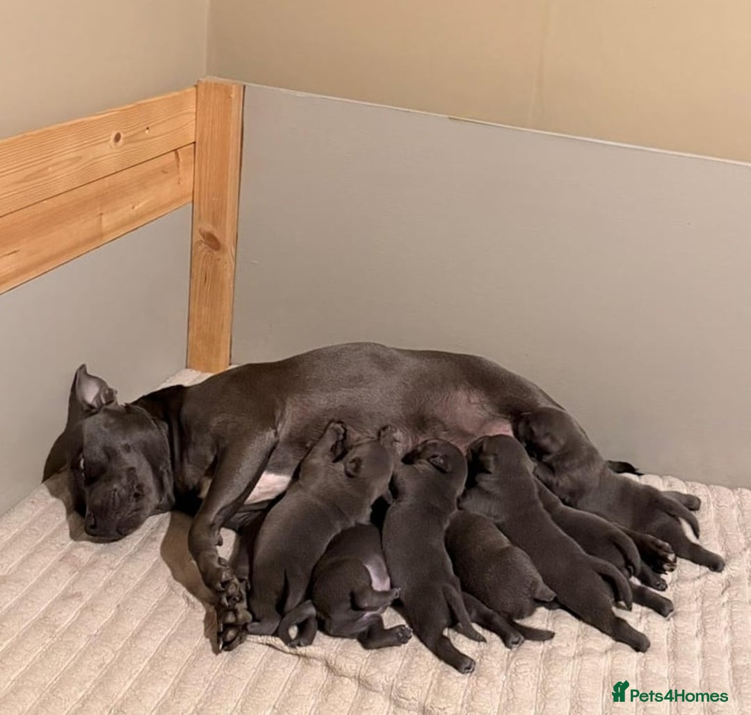Staffordshire Bull Terrier dogs for sale: Healthy blue Staffordshire bull terrier so sweet - Image 8